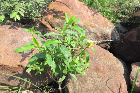 Imagem de Barleria crossandriformis C. B. Cl.