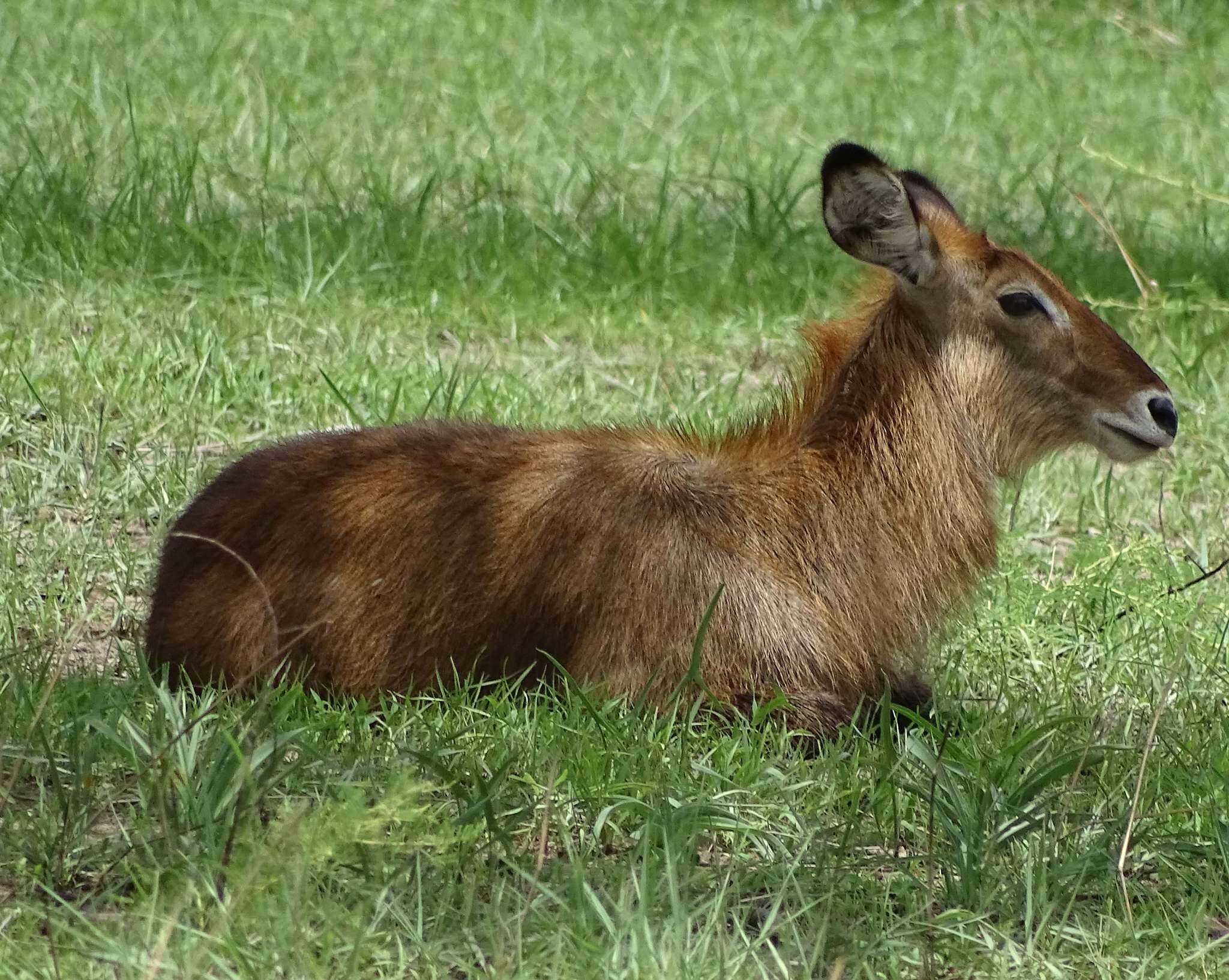 Image of Defassa Waterbuck