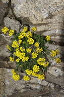 Imagem de Draba grayana (Rydb.) C. L. Hitchc.