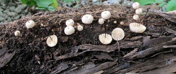 Image of Marasmius rotula (Scop.) Fr. 1838