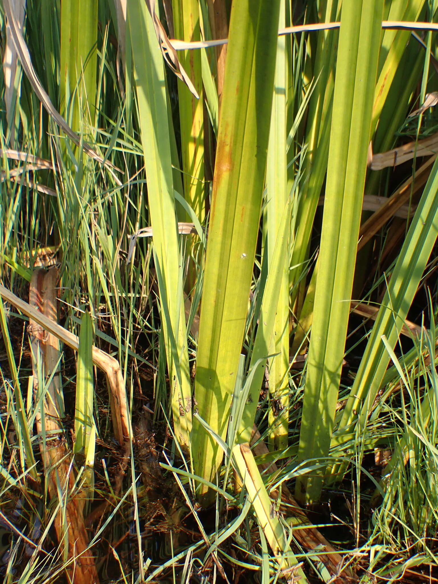 Image of Scleria poiformis Retz.