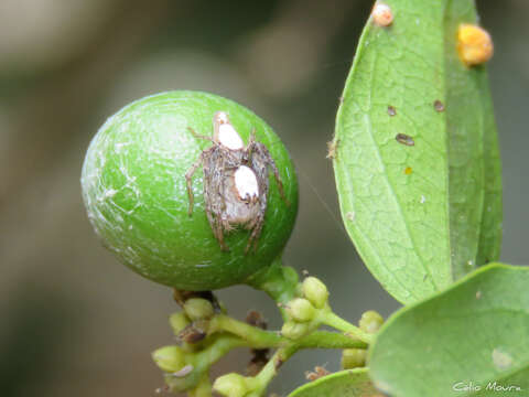 Image of Oxyopes niveosigillatus Mello-Leitão 1945