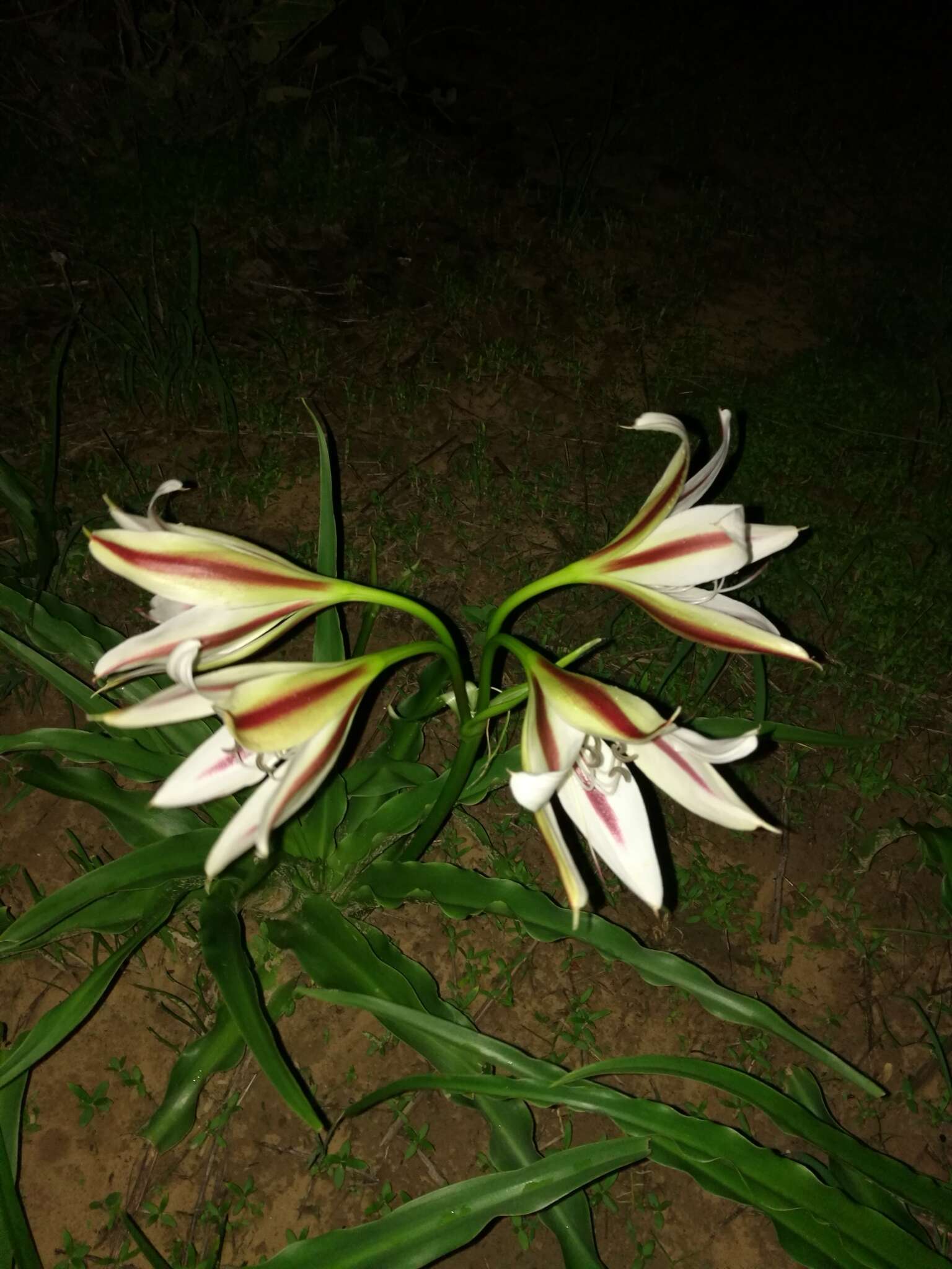 Crinum ornatum (Aiton) Herb. resmi