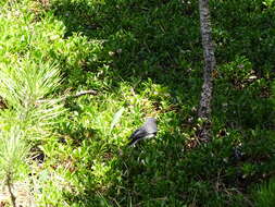 Image of White-winged Junco