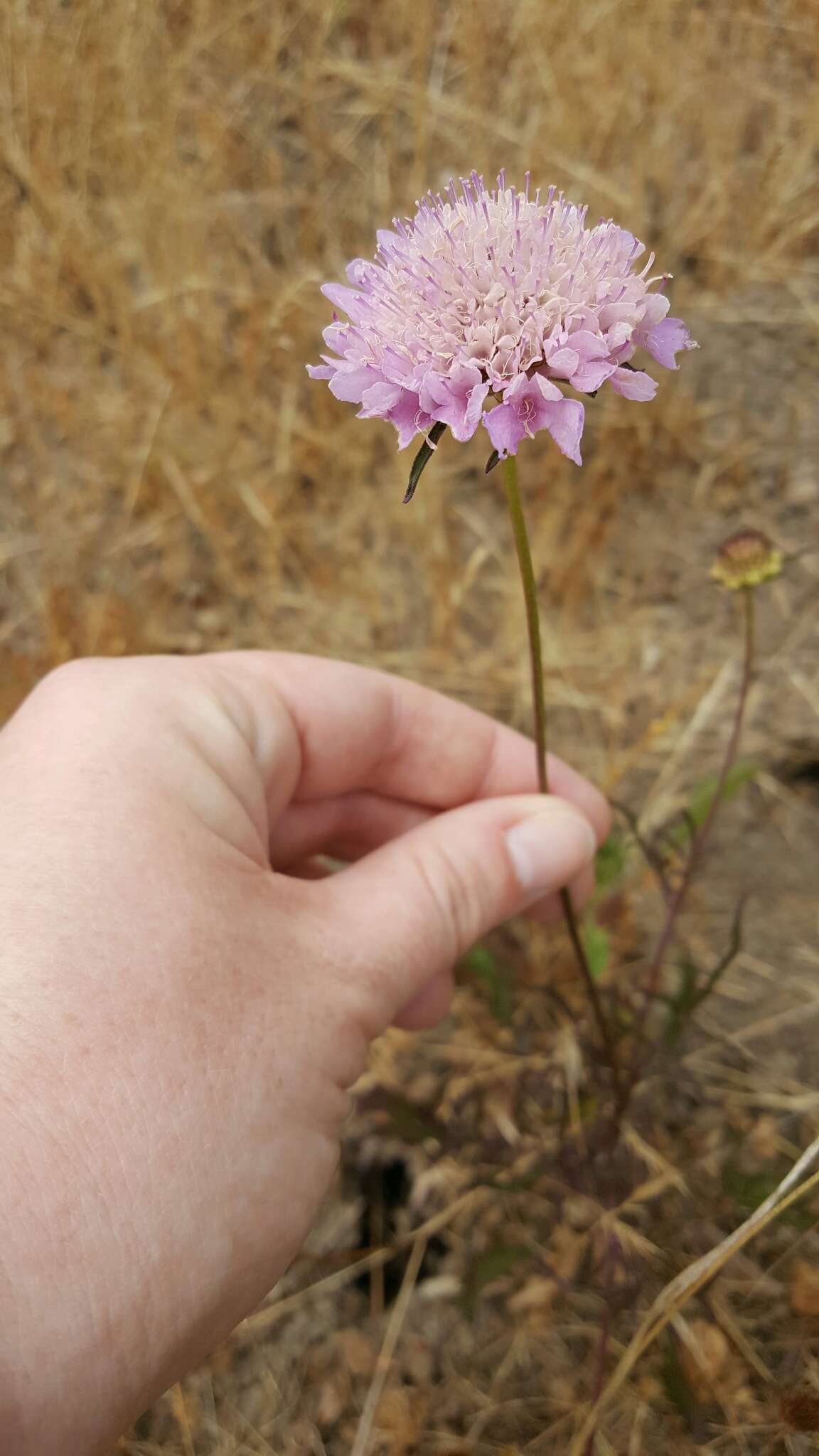 Image of Sixalix atropurpurea (L.) W. Greuter & Burdet