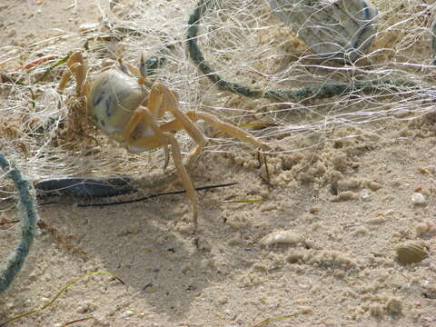 Image of tufted ghost crab