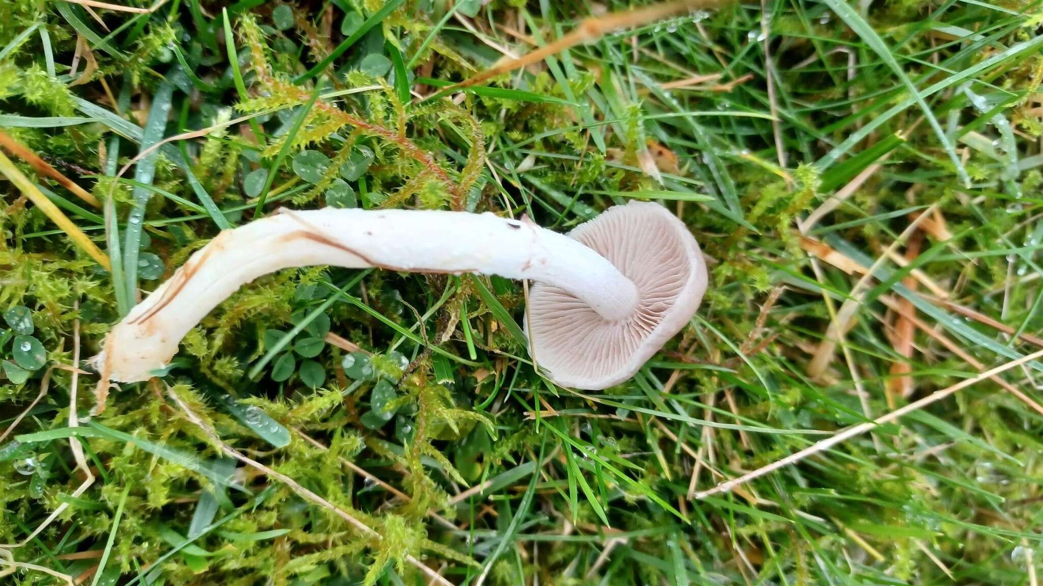 Image of Stropharia inuncta (Fr.) Quél. 1872