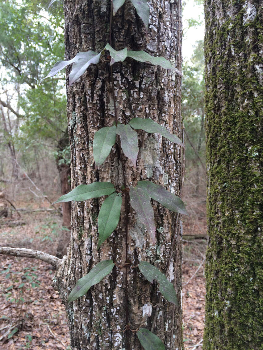 Imagem de Bignonia capreolata L.