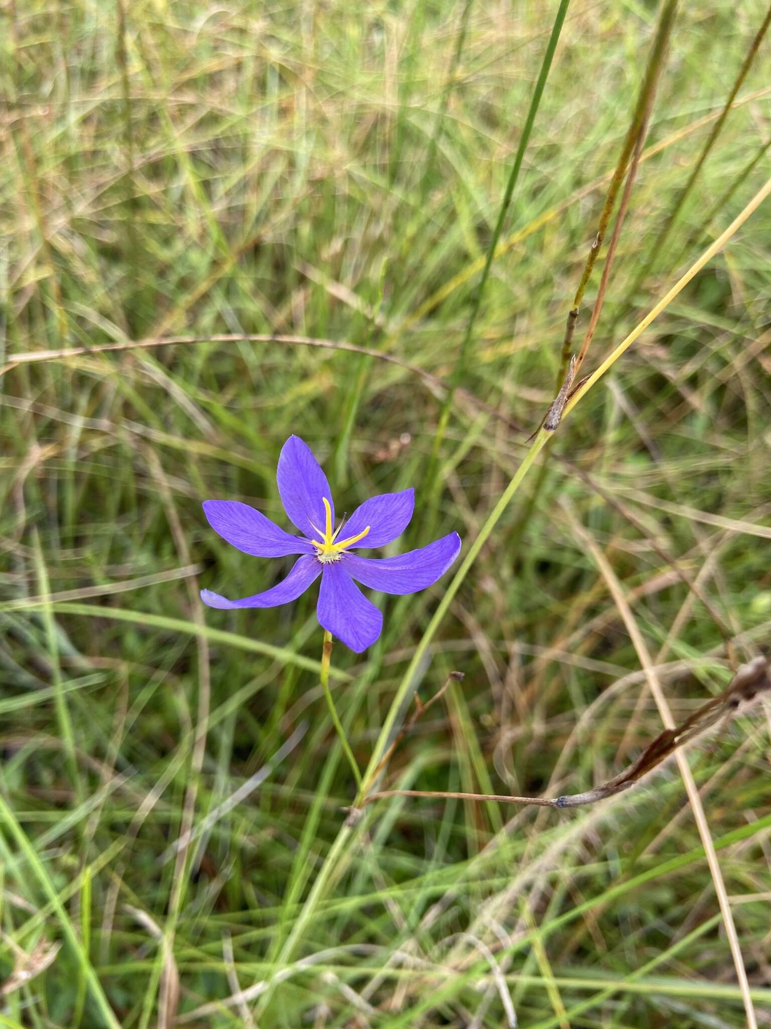 Image of fallflowering pleatleaf