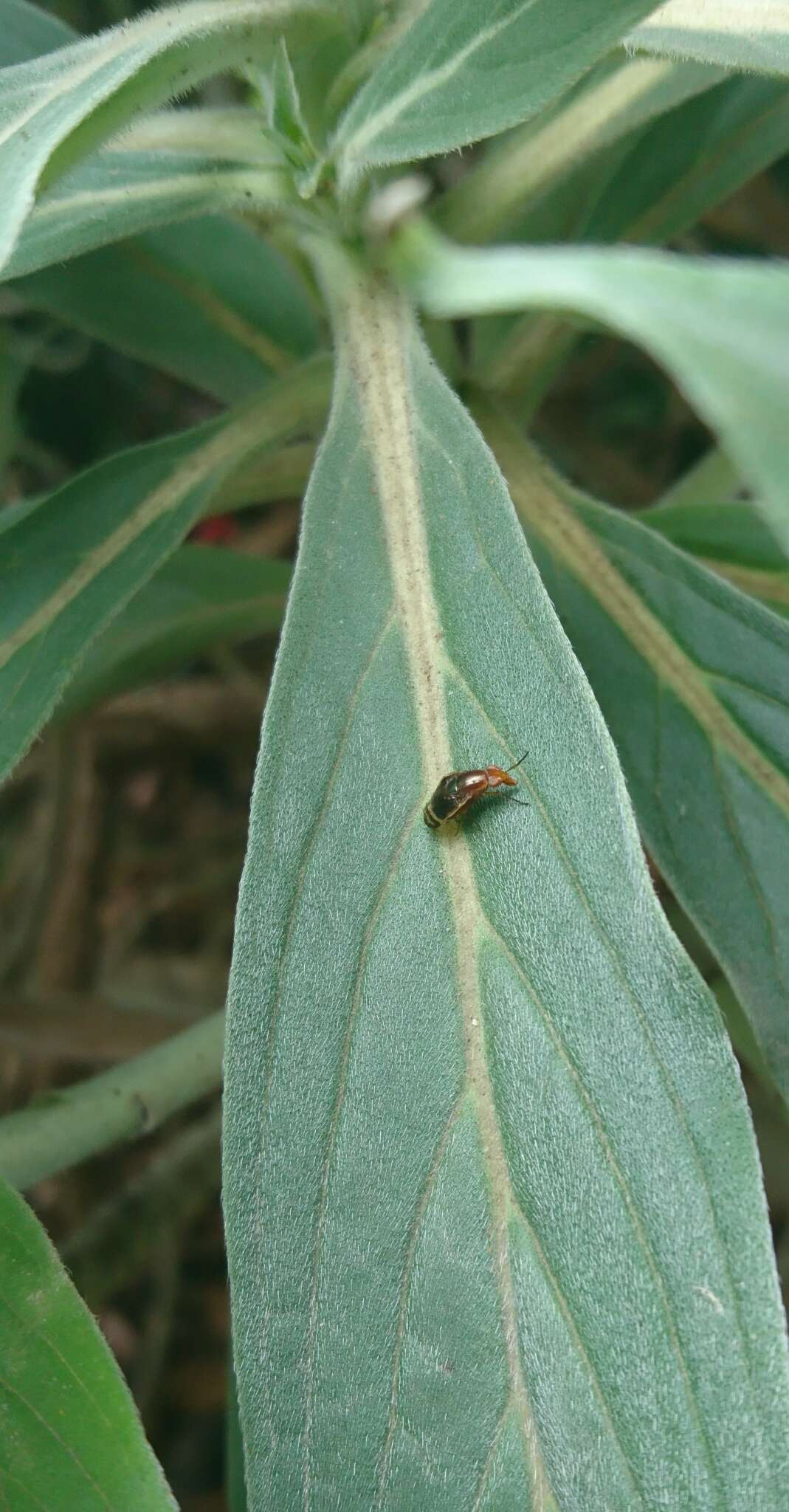 Image of Depressa striatipennis Malloch 1927