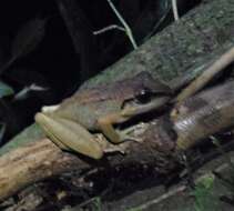 Image of Cachabi Robber Frog