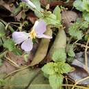 Orychophragmus violaceus (L.) O. E. Schulz resmi