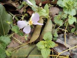 Imagem de Orychophragmus violaceus (L.) O. E. Schulz