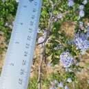 Image of Santa Barbara ceanothus