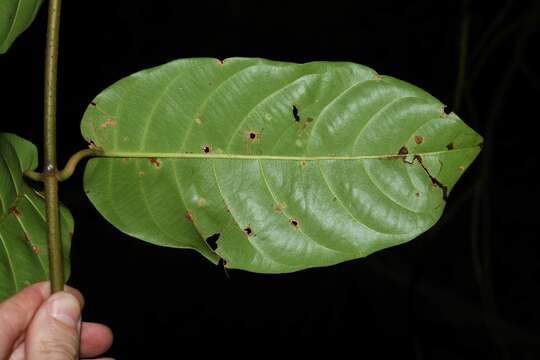 Plancia ëd Odontadenia puncticulosa (Richard) Pulle