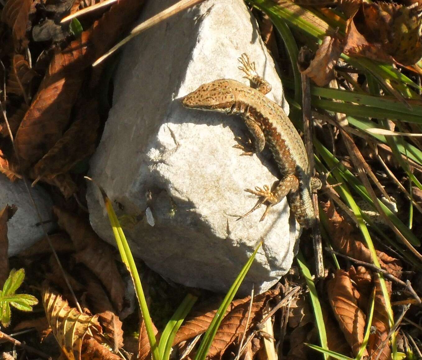 Image of Horvath's rock lizard