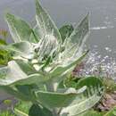 Image of Verbascum gnaphalodes Bieb.