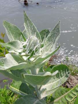 Image of Verbascum gnaphalodes Bieb.