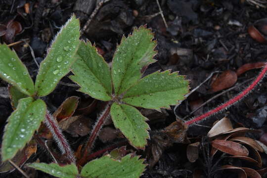 Image of Virginia strawberry