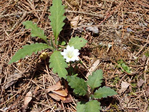 Image of Gentiana flavomaculata Hayata