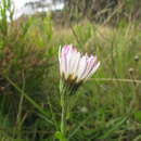 Sivun Noticastrum decumbens (Baker) Cuatrec. kuva