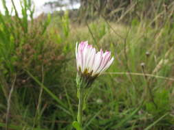 Image of Noticastrum decumbens (Baker) Cuatrec.