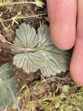 Imagem de Cymopterus coulteri (M. E. Jones) Mathias