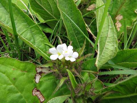 Image de Crabbea acaulis N. E. Brown