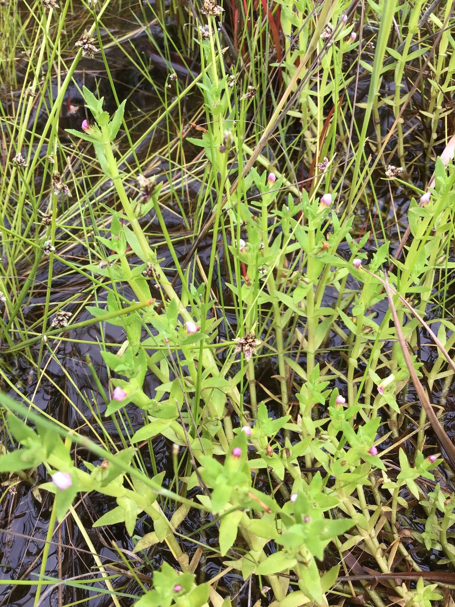 Image de Gratiola pubescens R. Br.