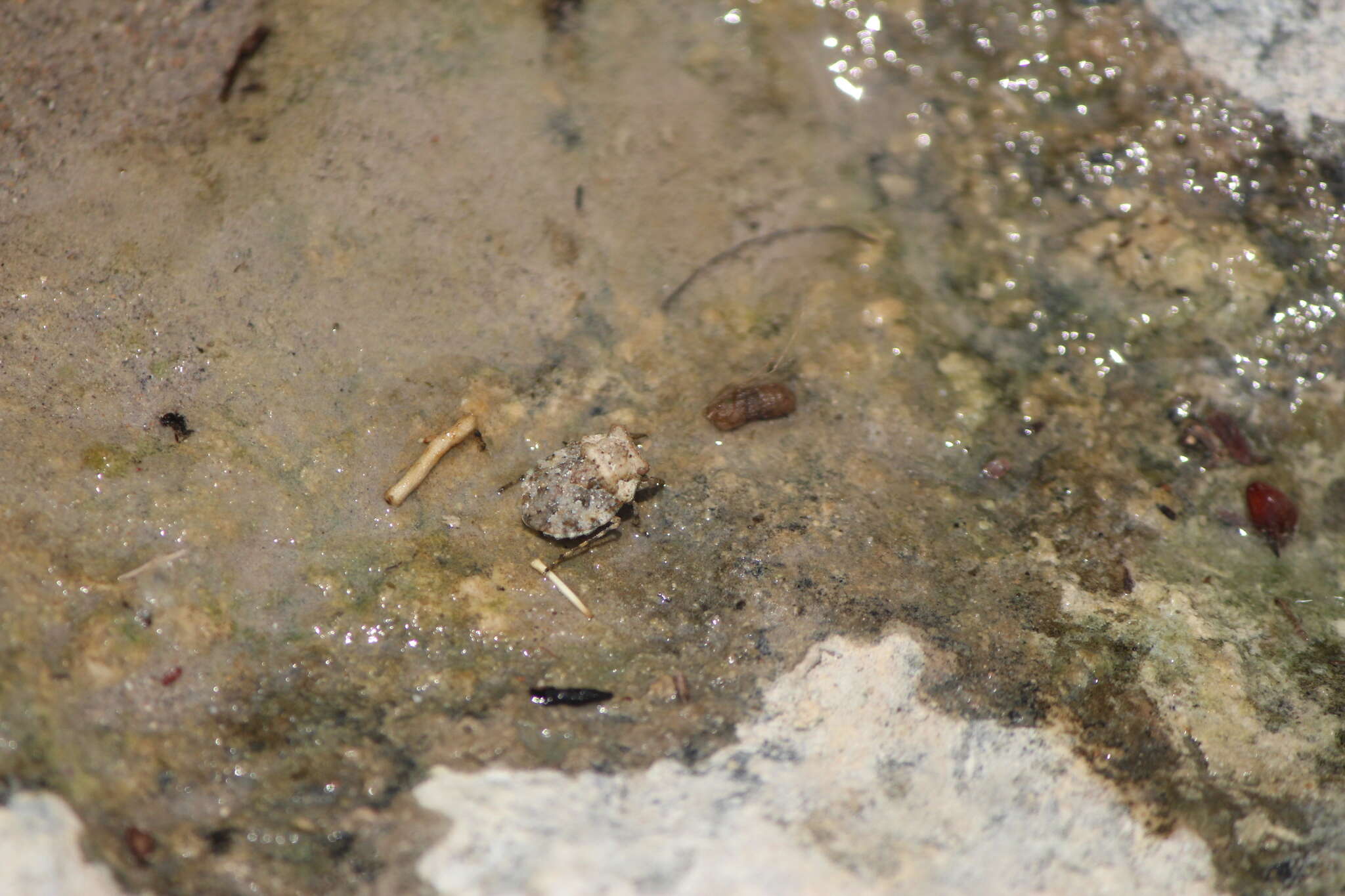 Image of Gelastocoris rotundatus Champion 1901