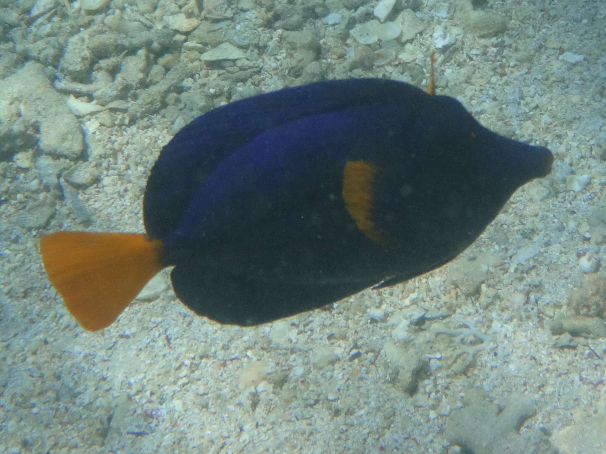 Image of Dusky Sailfin Tang