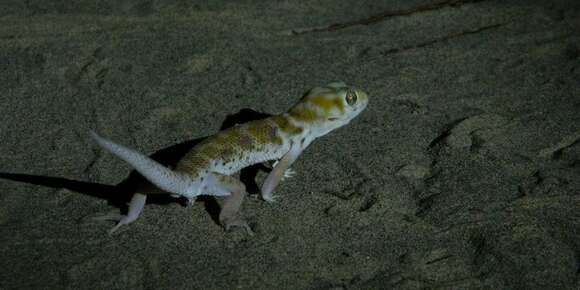 Image of Przewalski's Wonder Gecko