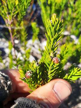 Image of Phylica confusa Pillans