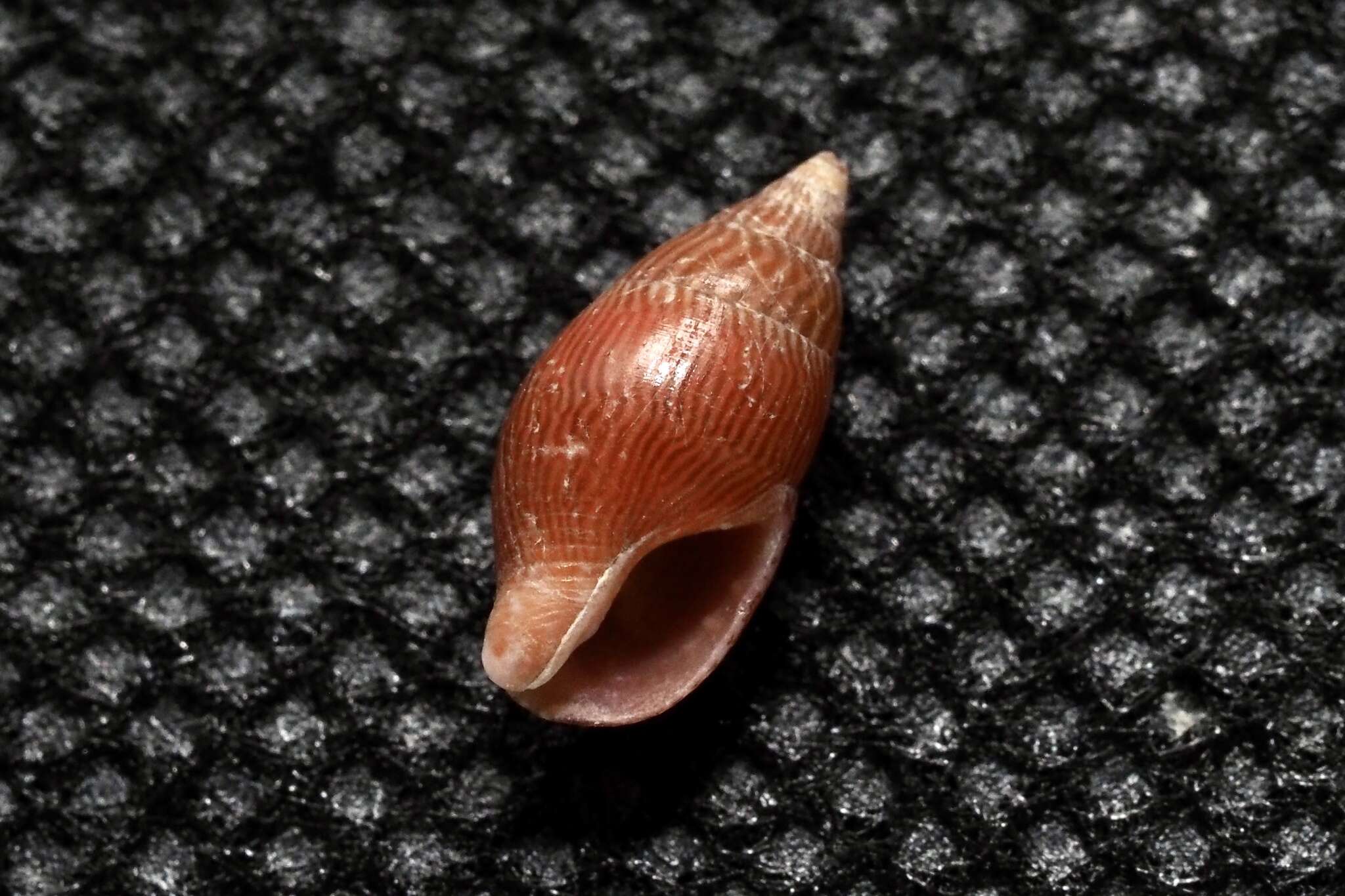 Слика од Mitrella bicincta (Gould 1860)