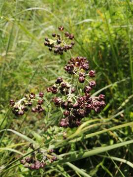 Image of Schizoglossum atropurpureum subsp. atropurpureum