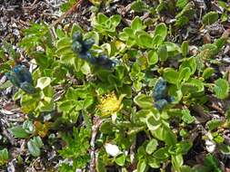 صورة Gentiana glauca Pall.