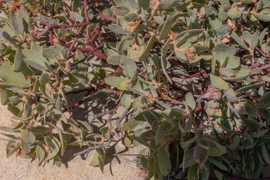 Image of Eastwood's manzanita