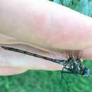 Image of Macrothemis inacuta Calvert 1898