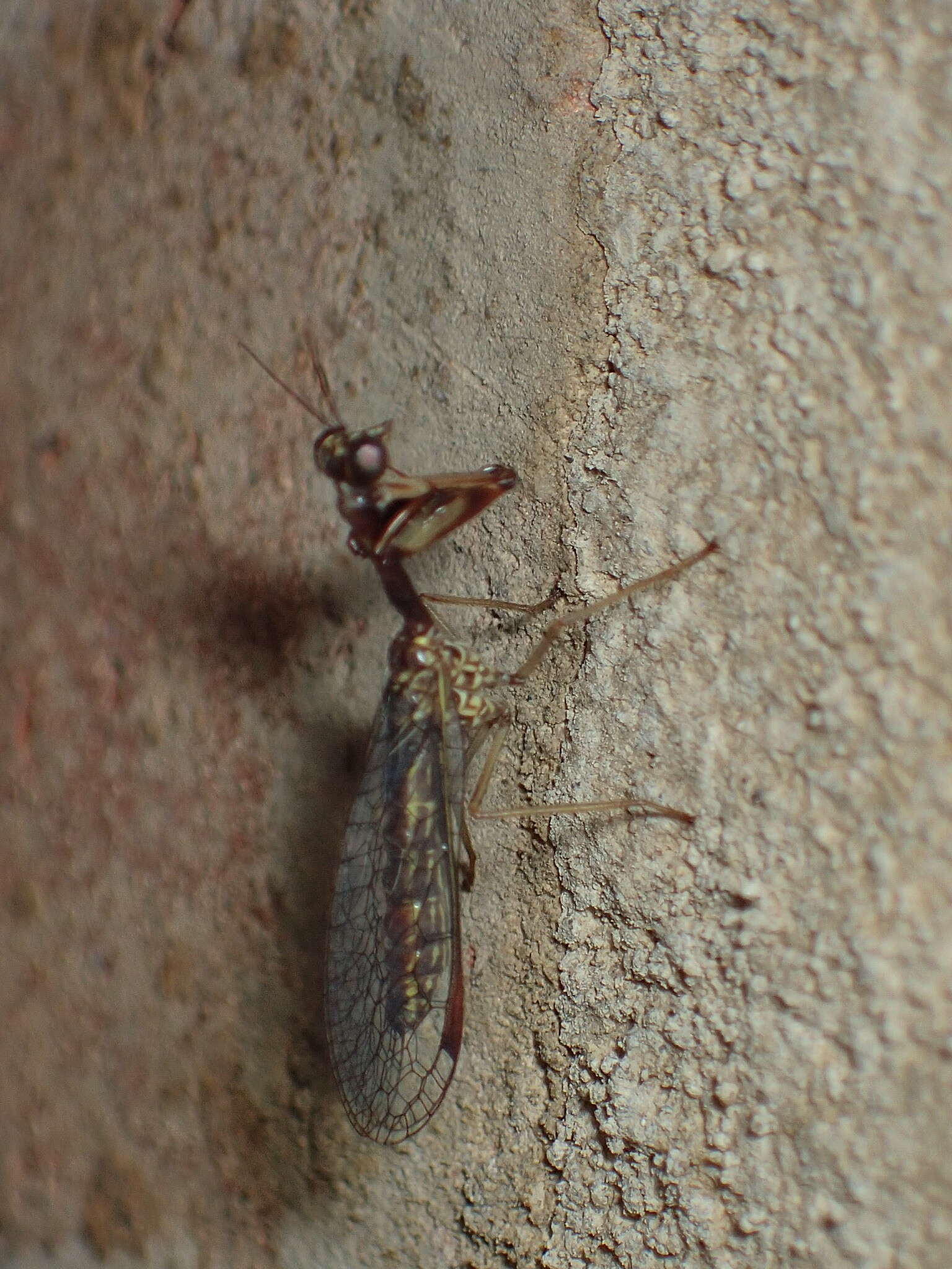 Image of Leptomantispa pulchella (Banks 1912)