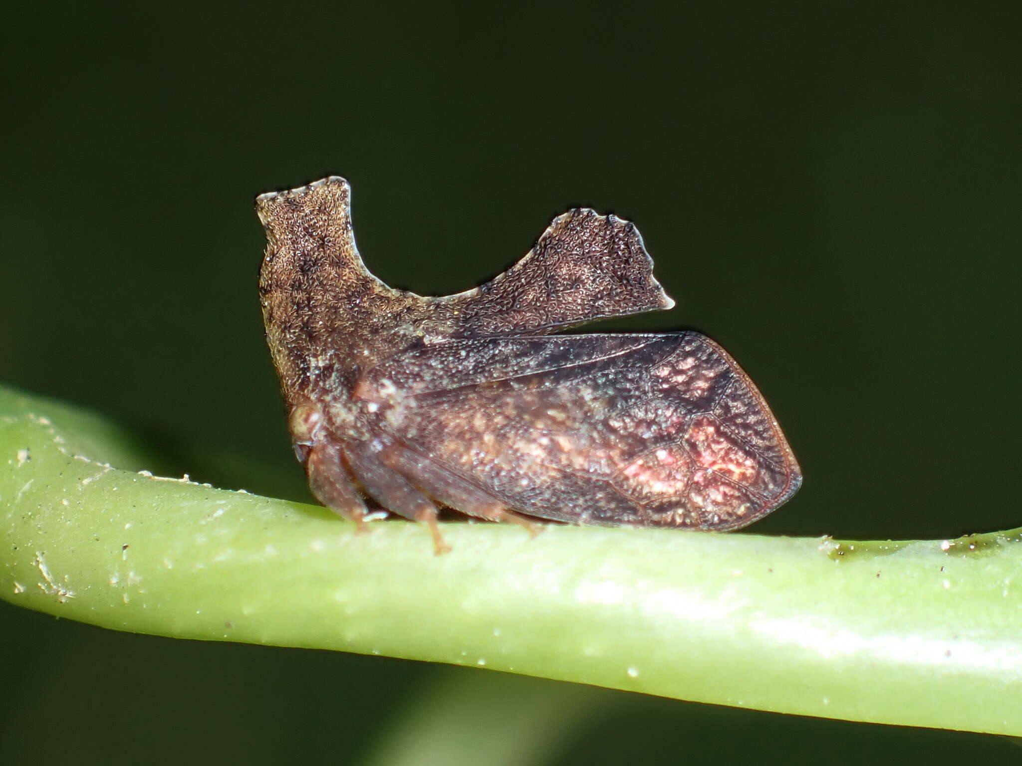 Image of Stegaspis fronditia Linnaeus 1758