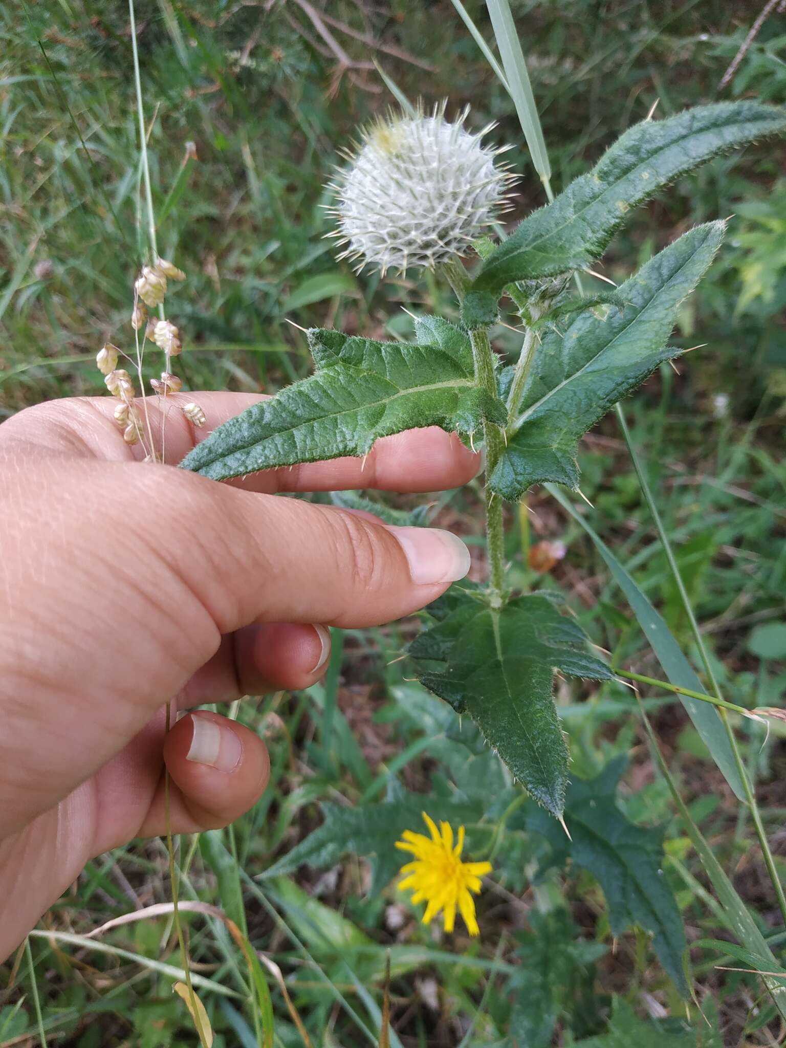 Image of Cirsium laniflorum (M. Bieb.) Fischer