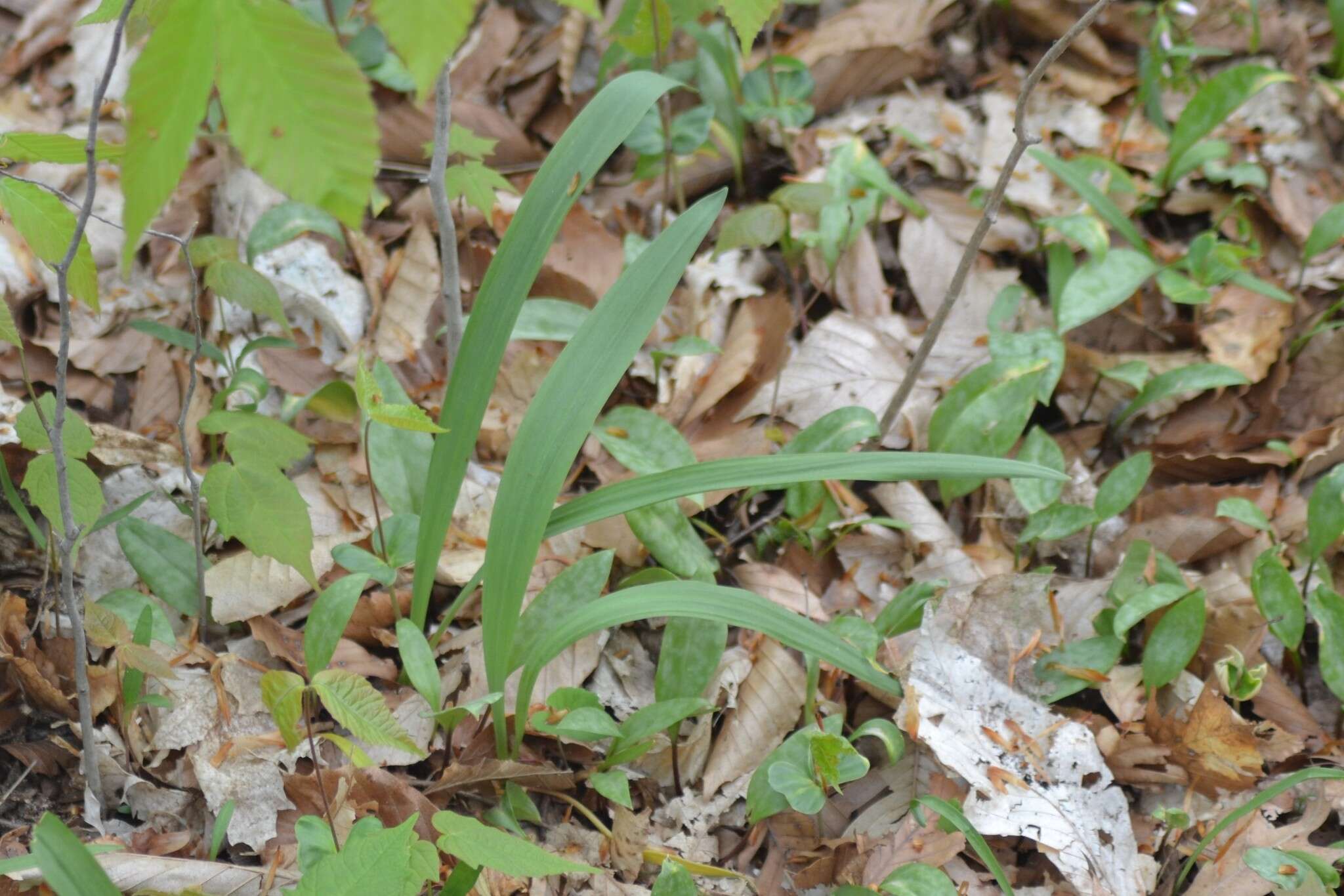 Sivun Allium tricoccum var. burdickii Hanes kuva