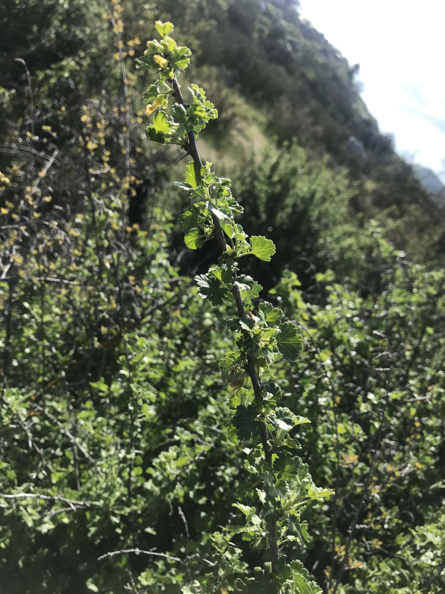 Image of rock gooseberry