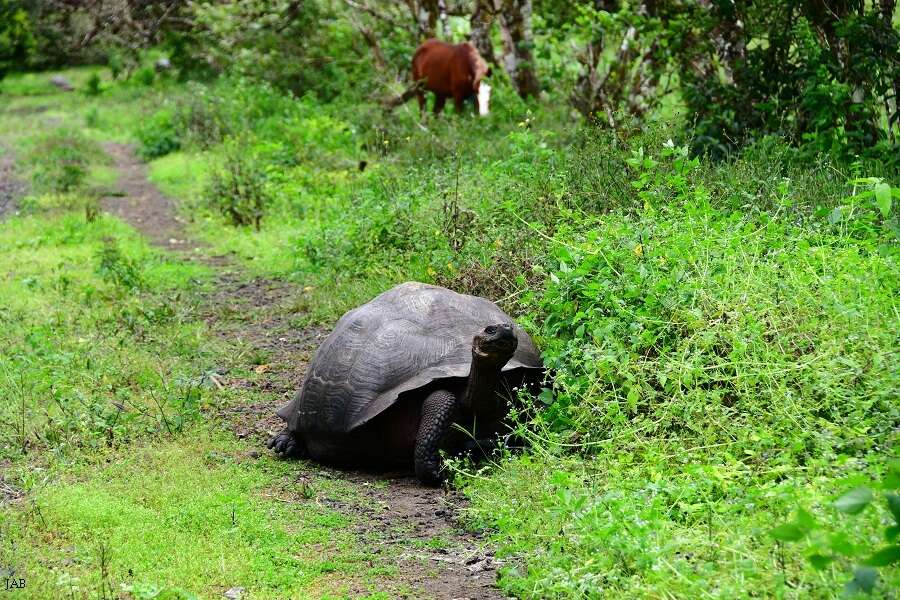 Image of Abingdon Island Giant Tortoise