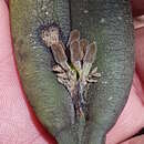 Imagem de Acianthera chrysantha (Lindl.) Pridgeon & M. W. Chase