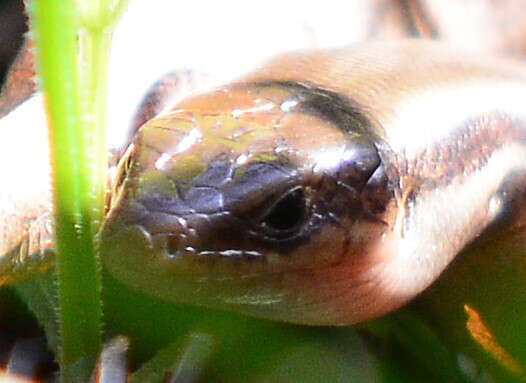 Image of Southern Prairie Skink