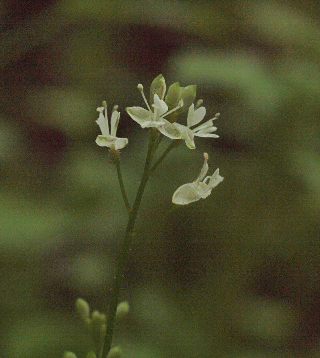 Image of small enchanter's nightshade