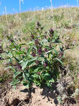 Image of Nepeta ucranica L.