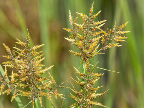 Image of Cyperus macrostachyos Lam.