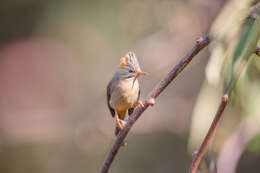 Image of Rufous-vented Yuhina